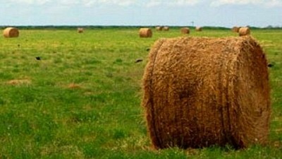 Llega una nueva Experiencia Forrajera a Sunchales