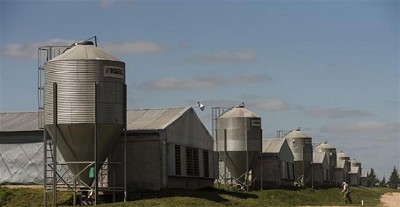 Flexibles al cambio: de la producción de granos a vender pollos y balanceado