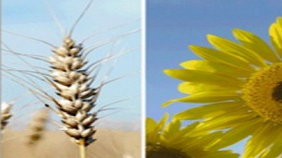 Quiénes son los principales jugadores de la producción global de granos