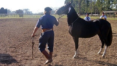 Ponen en marcha la identificación electrónica de caballos en la provincia de Buenos Aires