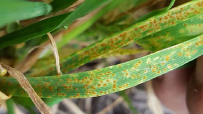 El trigo en la mira de todos