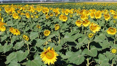 Cómo se mueve el girasol en cada zona