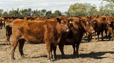 Rompen récords: los Sellares triplican la producción de carne con el pastoreo intensivo