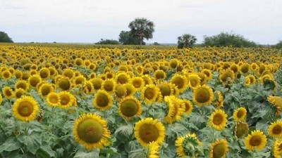 En el NEA, la superficie con girasol casi se duplicó esta campaña