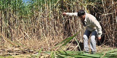 Se implementará nuevo crédito para pequeños productores del Norte