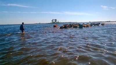 Dramática evacuación de animales en los campos inundados