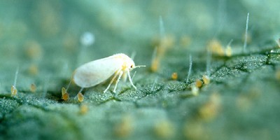 Nueva jornada de actualización técnica sobre manejo de tomate y pimiento