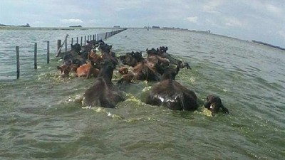 Ahora en Córdoba: hay más de 200.000 hectáreas afectadas por anegamientos