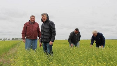 La camelina, un cultivo que ya aterrizó en el sur bonaerense