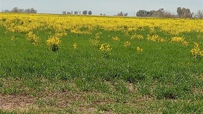 Confirman la primera resistencia en el país al herbicida 2,4D