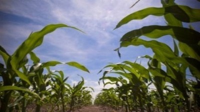 Lluvias recientes complican el avance de la siembra de maíz y girasol