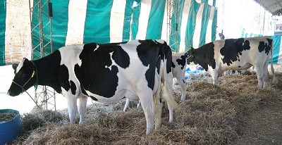 Se inauguró oficialmente Mercoláctea 2016