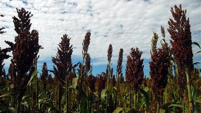 El sorgo está cerca de dar un salto de productividad