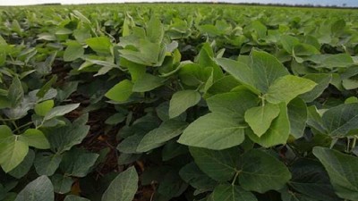 Soja: la importancia de acorralar a las enfermedades y evitar pérdidas