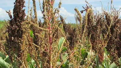  Alerta: Yuyo colorado a la vista