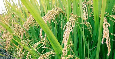 Cómo combatir las enfermedades en arroz de forma sustentable