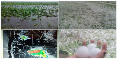 Graves daños para el campo por una feroz caída de granizo en Santa Fe y Entre Ríos