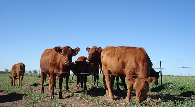 La ganadería se recupera a paso firme con resultados concretos