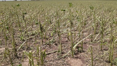 Destruidos: así quedaron lotes con girasol afectados por el granizo en Santa Fe