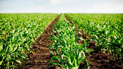 En maíces tardíos, la fertilización contribuye a alcanzar altos rendimientos