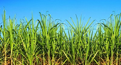 Cuidado de malezas en la caña de azúcar