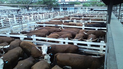 Alerta: se profundiza la tendencia bajista en Liniers