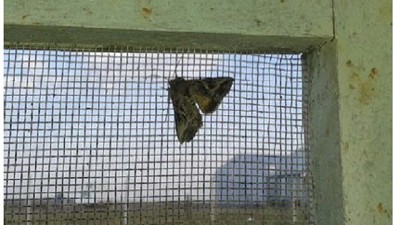 Recomendación de monitoreo de plagas en cultivos de soja y maíz