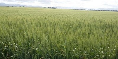 Heladas tardías afectan rendimiento en trigo y cebada