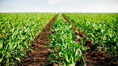 Desafíos para el maíz tardío 