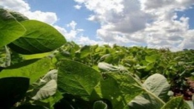 La molienda de soja y girasol aumentó 6% entre enero y octubre 