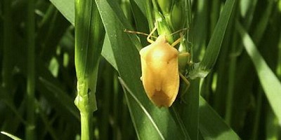 Chinches: una batalla silenciosa pero constante en los lotes