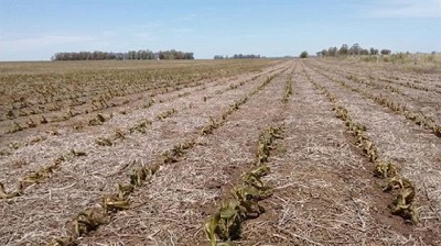 La falta de lluvias castiga la principal zona triguera del país