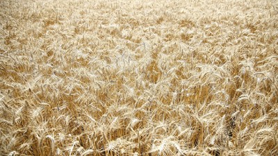 Cosecha 2015/2016: segunda mejor campaña de la historia en Córdoba