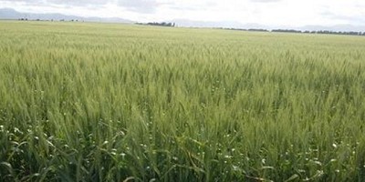 La cosecha de trigo alcanzó un avance del 28,9 % de la superficie apta