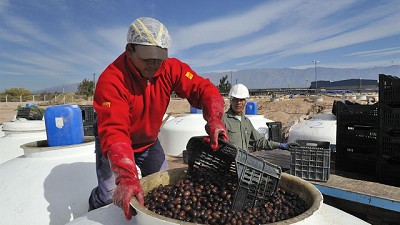 La Rioja busca potenciar su cluster olivícola