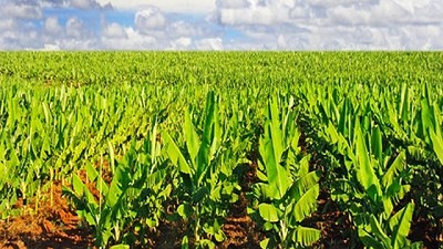 Biotecnología agrícola: aseguran que aportó al país u$s 127.000 millones