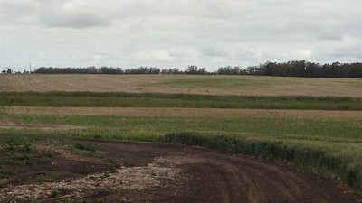 Se agrava la sequía en el sudeste bonaerense y afecta más al trigo