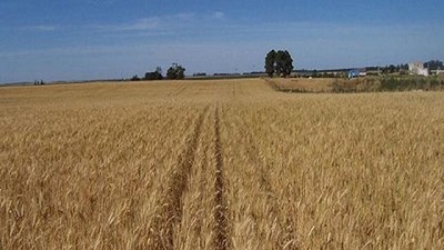 ¿Qué pasa con  el trigo?, por Manuel Alvarado Ledesma - Agrositio