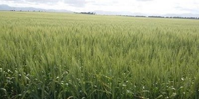 A pesar de las lluvias, continúa el déficit hídrico en el sur bonaerense