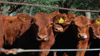 La Provincia de Buenos Aires propuso que los frigoríficos exporten cuota de cuero crudo