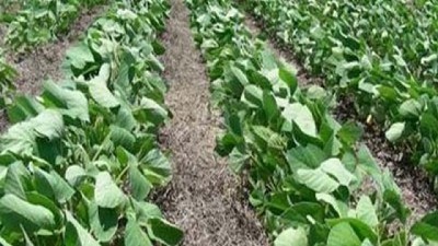 Clima: Bloqueo del Pacífico afecta a cultivos de la región central - GEA - BCR