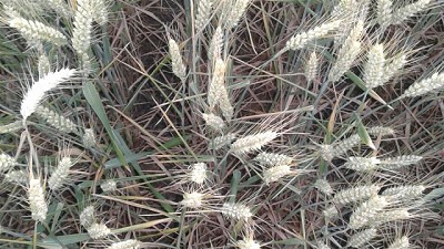 Un informe de Agroindustria alerta por 