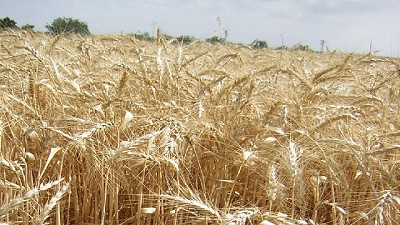 En el sudeste bonaerense las lluvias están en los registros mínimos en 50 años