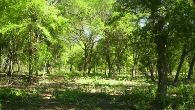 Córdoba reabrió el debate por la protección del bosque nativo