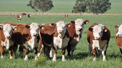 La demanda de carne vacuna no reacciona surge del análisis de Ignacio Iriarte