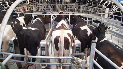 Discrepancias entre la SRA y el Gobierno por producción de leche 2016