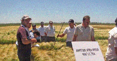 Siempre hay mucho para crecer en cereales