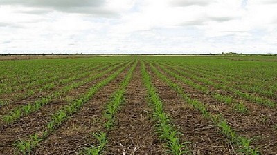 El mercado todavía saca los números del maíz y la soja