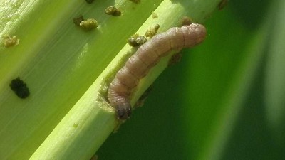 Radio: Ahora sí hay plagas ¿cuáles aparecieron y en qué zonas?; con R. Di Marco