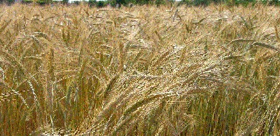 “La Cebada en tiempo de descuentos”, por Alejandro Vejrup